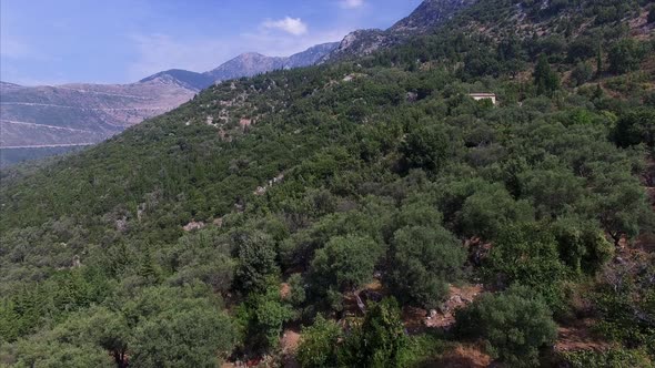 Trees on a mountain in Albania