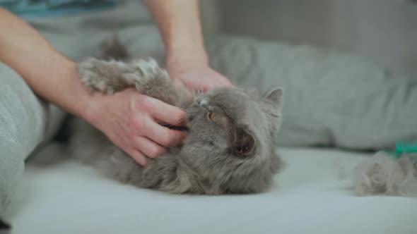 Domestic Cat Lies on the Light Floor at the Feet of the Owner