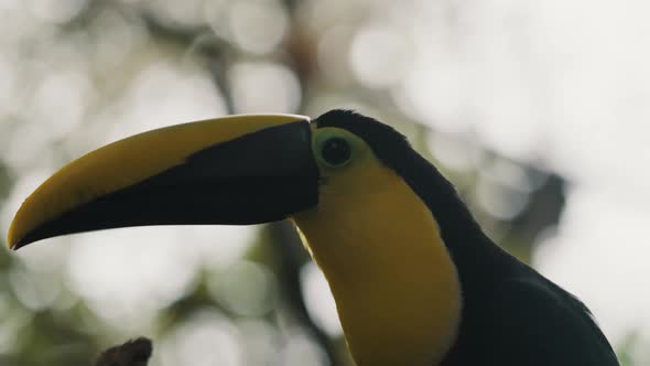 Close-Up Of Yellow-Throated Toucan Resting On The Woods In Costa Rica, Central America. Selective Fo