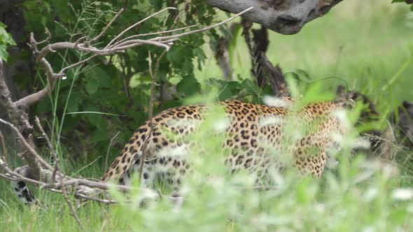 Leopard walking away 