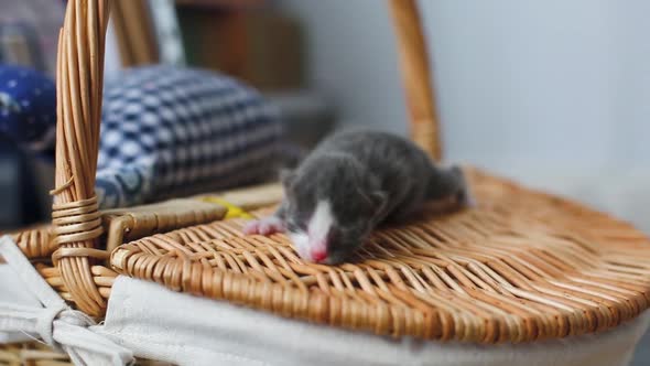 Little Fluffy Four Kittens Are Two Weeks Old, Crawling Around on a White Rug. Kittens with Not Fully