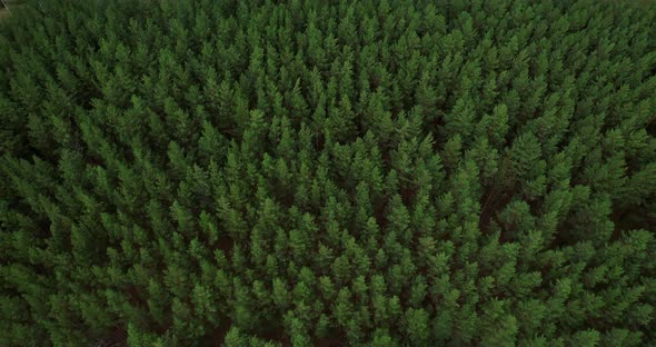 Aerial view of the coniferous forest.