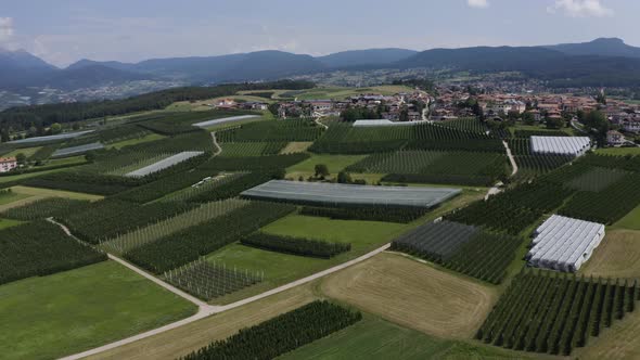 Aerial view of Beautiful Vineyards from Drone. Vine grapes Agriculture.