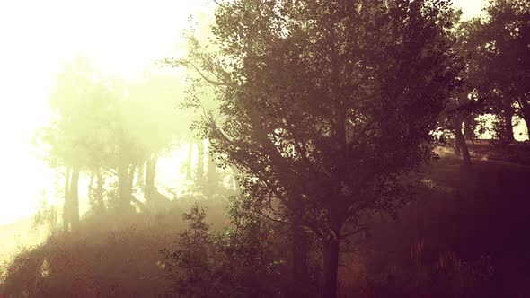 Hyperlapse in a Summer Forest in Fog