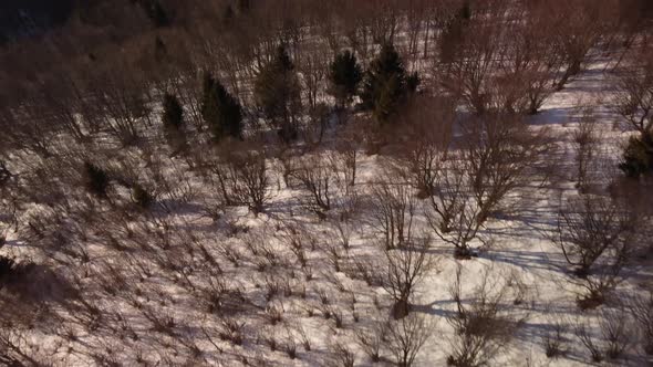 Aerial view. Flight over a snowy forest in a mountainous hilly landscape.Villagein the valley