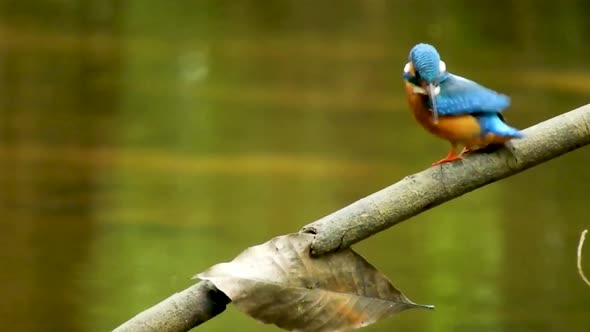 kingfisher alcedinidae common eurasian river kingfisher blue bird perched on a tree branch in Sri La