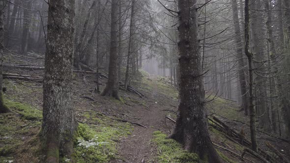 Mountain biker riding in a foggy forest under the rain