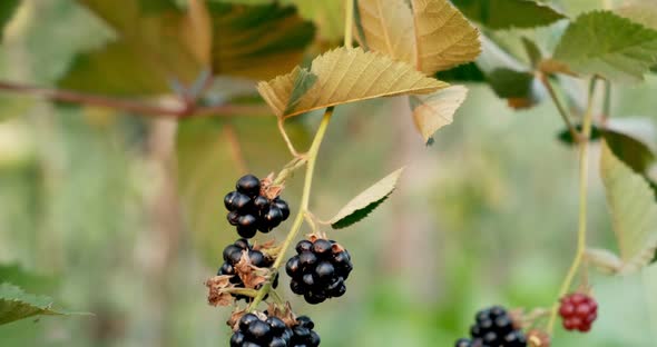 Fresh Blackberry Fruits on Branches