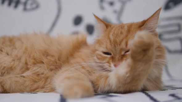 Cute Ginger Cat Licks on White Couch. Fluffy Petcleans Its Fur. Cozy Home.