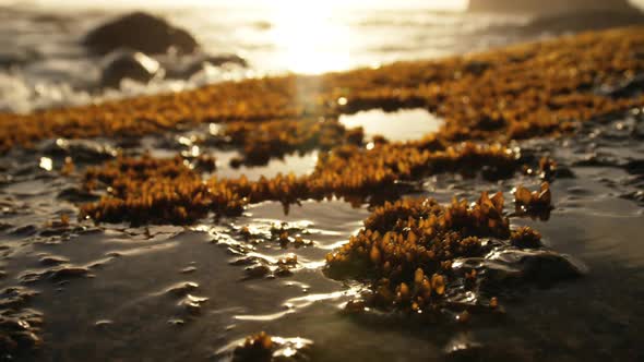 Dry moss on the wet sand 4k