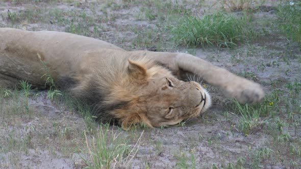 Male lion yawning and waking up 