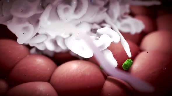 Bacteria-destroying cell animation video 3D Animation