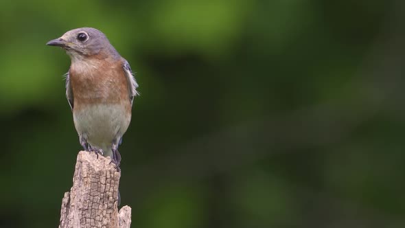 Eastern Bluebird Perched