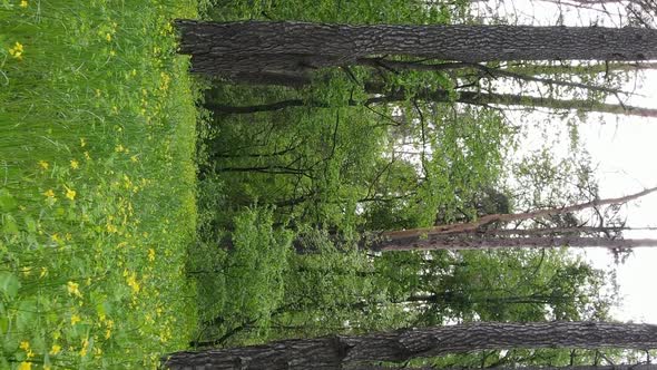 Vertical Video of a Beautiful Green Pine Forest on a Summer Day Slow Motion