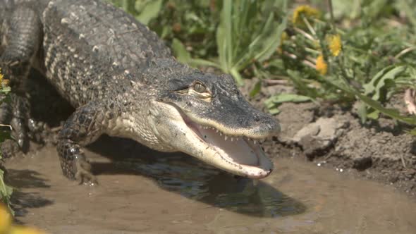 Slow motion alligator on riverbank