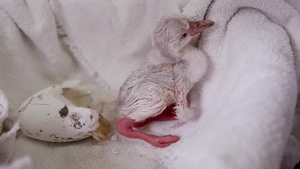 Flamingo chick trying to move around after hatching in captivity