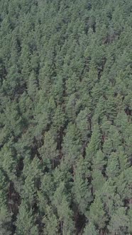 Vertical Video of Pine Forest Aerial View Slow Motion