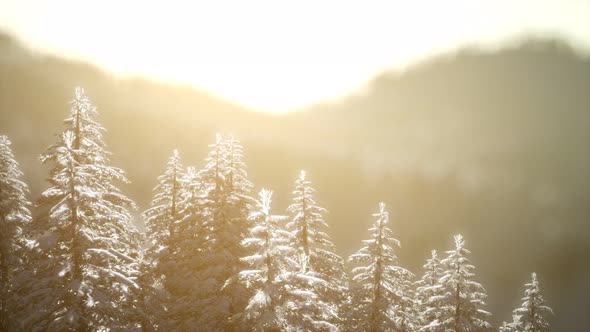 Splendid Christmas Scene in the Mountain Forest. Colorful Winter Sunrise