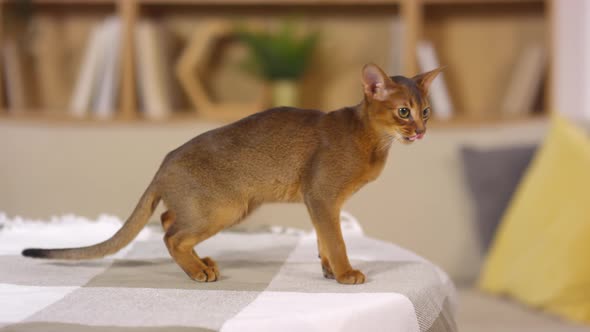 Beautiful Abyssinian Cat Walking on Bedspread at Home