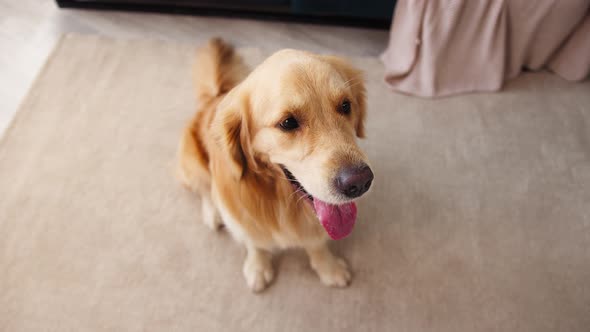 Closeup of Golden Retriever Sitting on Floor in Living Room