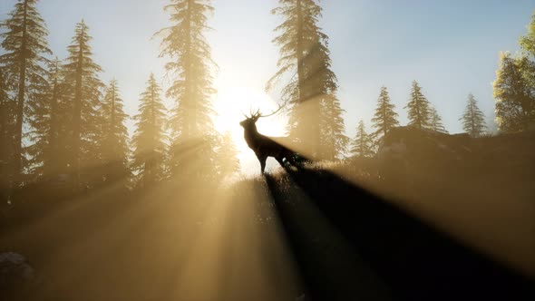 Deer Male in Forest at Sunset