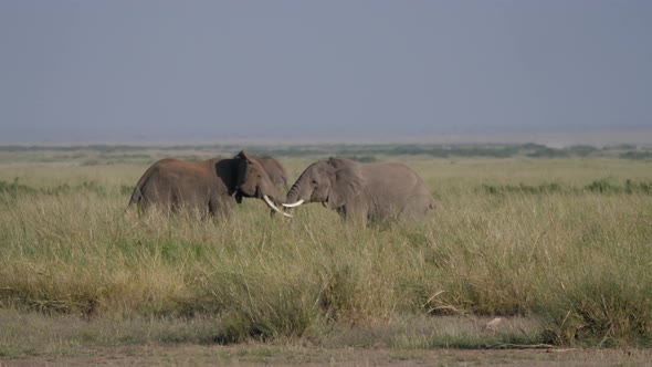 Wild Adult Male Elephants Fight Over A Female During Breeding Season In African