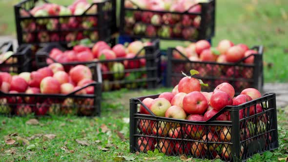 Fresh organic apples in drawers