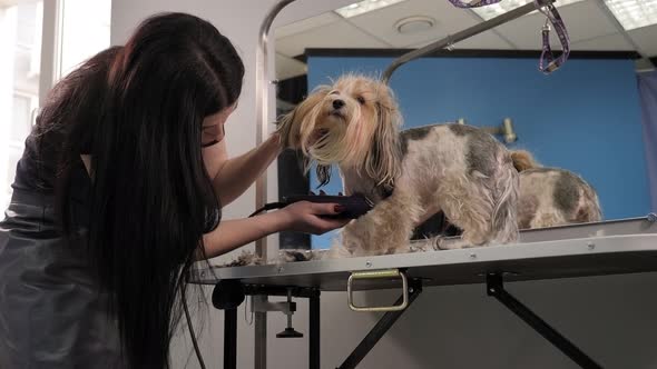 A Woman Trimming a Small Beaver York Dog with an Electric Hair Clipper