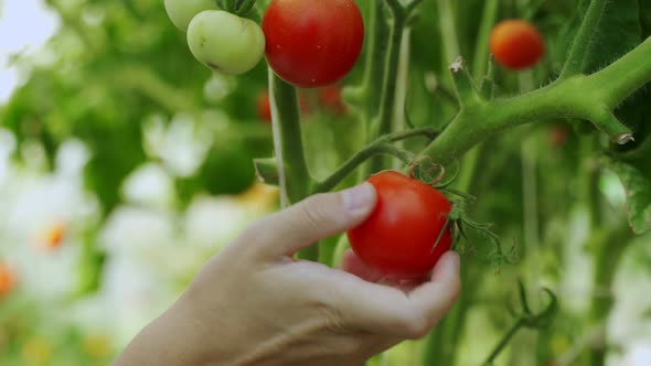 Woman's Hand Touchingly Holds a Ripe Red Tomato on a Bush Caring for and Fertilizing Garden Plots