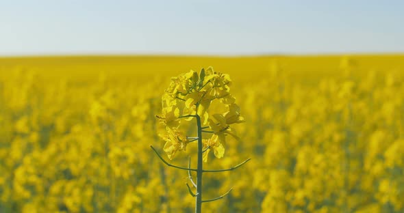 Blooming canola field. Flowering rapeseed