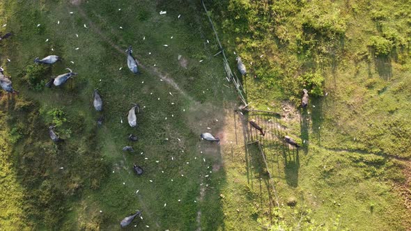 Aerial look down buffaloes grazing grass