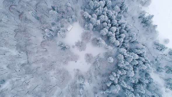 Snowy Forest With Evergreen Trees