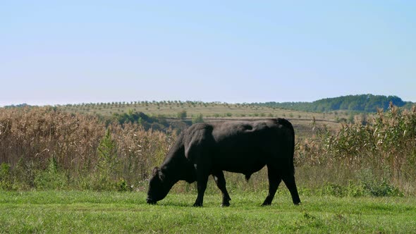 Close Up in Meadow on Farm Big Black Pedigree Breeding Bull is Grazing