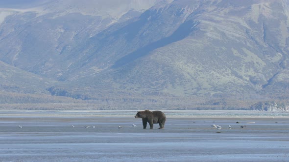 Grizzly Bear Walking to Shore with Seagulls and Mountain Background