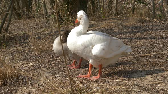 Ducks Bathing In The Jungle