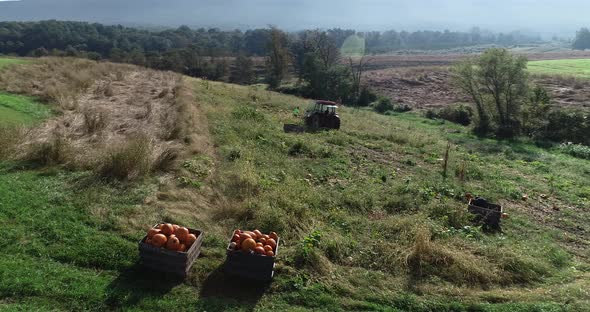 Aerial orbit around pumpkins in a bin in a large field with tractor and farmers loading pumpkins in