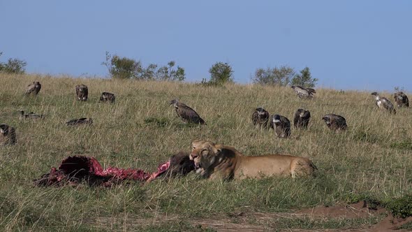980394 African Lion, panthera leo, Female with a Kill, Vultures, Masai Mara Park in Kenya, slow moti