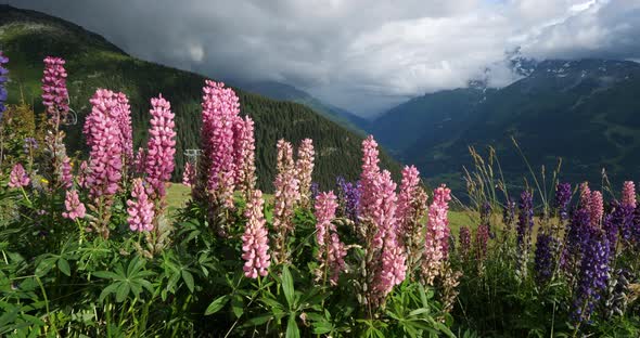 Lupinus x regalis, Tarentaise valley, Savoie, France