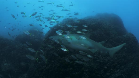Large pregnant female shark swims amongst a school of shimmering fish. Wide underwater ocean view