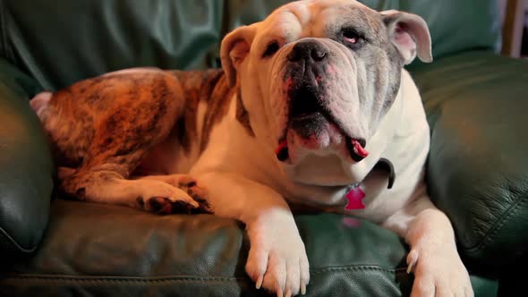 Olde English Bulldog relaxing in a chair