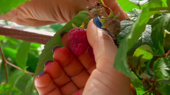 Female Hands Picking Red Raspberries From a Bush