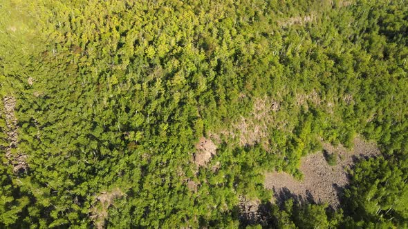 Aerial view of a National forest during golden hour in Minnesota during summer