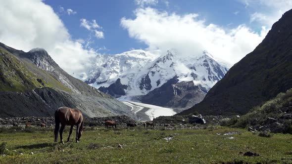 Several Wild Horses Feed on Grass Near a Snowy Peak at Tian Shan Mountain System