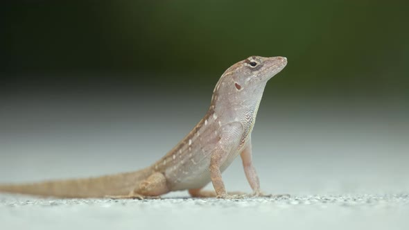 Macro Closeup of Blown Alone Lizard Warming on Summer Sun