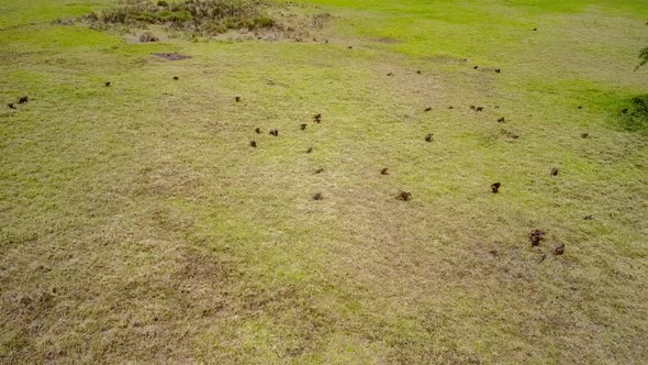 Aerial view of baboons running in the savanna in Africa.