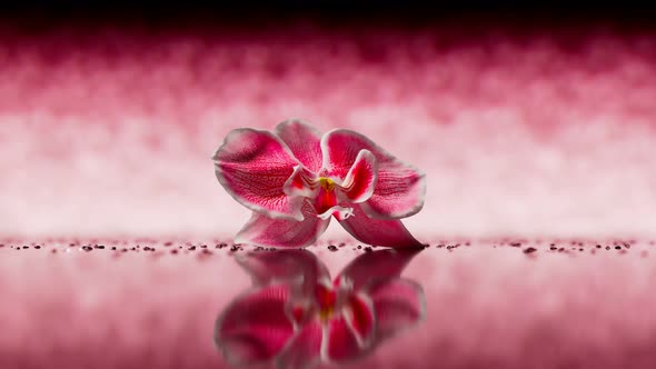 Blooming pink orchid flower on the mirrored surface against a pink background.