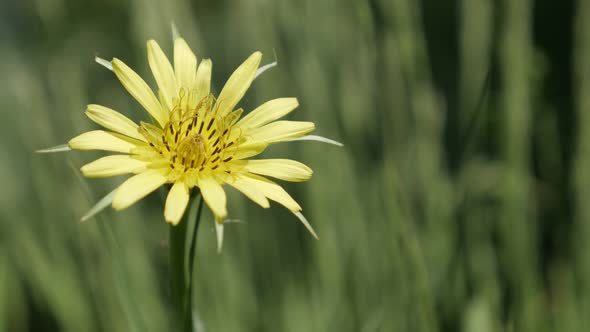 Shallow DOF of wild yellow plant  meadow salsify 4K 2160p 30fps UltraHD footage - Tragopogon pratens