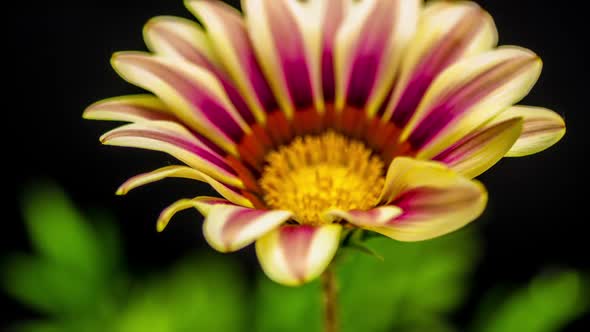 Gazania Flower Blossoming 2