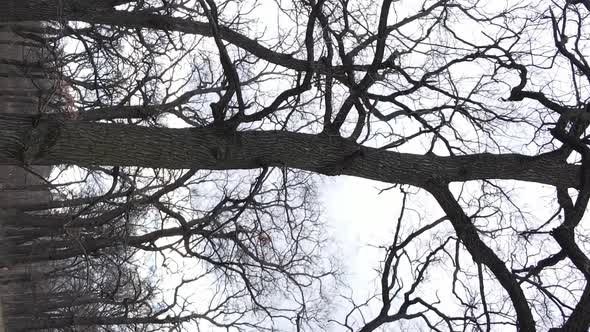 Vertical Video of the Forest with Trees Without Leaves