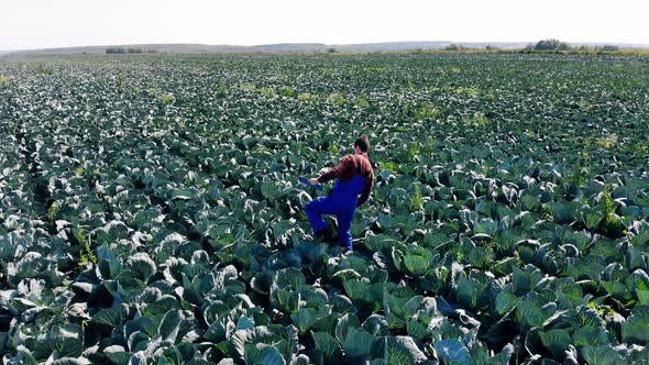 Cabbage Plantation and an Agriculturer Walking Along It